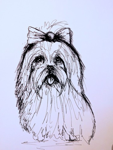 Maltese puppy dog - puppy, drawing