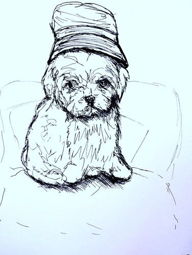 Maltese puppy bucket hat pen - bucket,